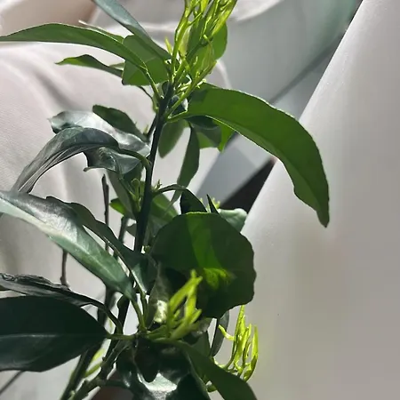 Semesterbostad Romantico Nel Centro Storico *