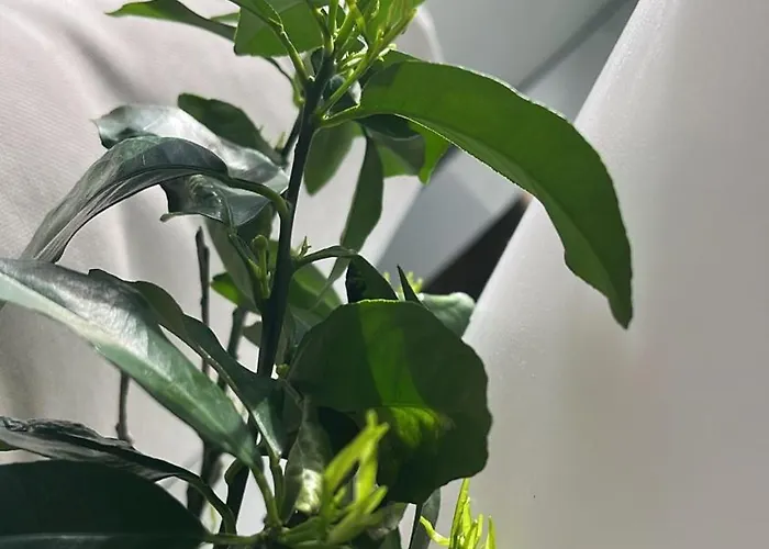 Ferienhaus Romantico Nel Centro Storico *